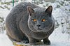 Chartreux-Bonheur-nuits indiennes-neige2009.jpg