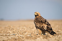 Eastern Imperial Eagle.jpg