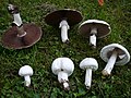 2008-08-Agaricus-Stuttgartx7.JPG