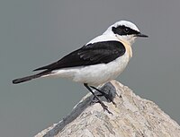 45-090506-black-eared-wheatear-at-Ipsilou-Monastery-.jpg