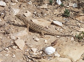 Acanthodactylus-beershebensis 20120324 4149.JPG