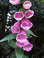 Digitalis purpurea