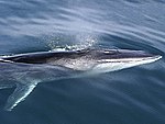 LMazzuca Fin Whale.jpg