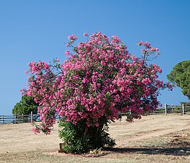 Nerium oleander