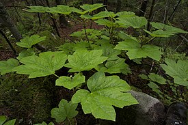 Oplopanax elatus-MW0107593-live.jpg