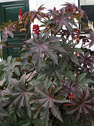 Ricinus comm leaves.jpg