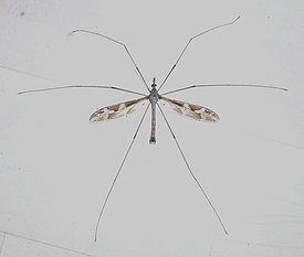 Tipula maxima