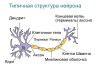 Neuron-rus.svg