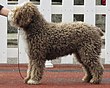 Spanish Water dog.JPG