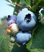 Vaccinium fruechte.jpg