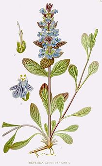 576 Ajuga reptans.jpg