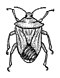 Bug (PSF).jpg