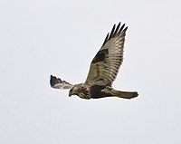 Buteo lagopus Iona1.jpg