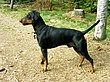 German Pinscher.JPG