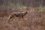 Canis latrans walking.jpg