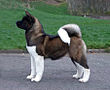 American akita.jpg