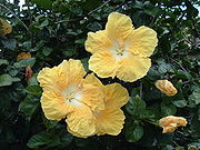 Hibiscus01.jpg