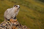 Marmota caligata (EH).jpg