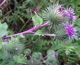 Arctium lappa02.jpg