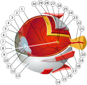 Eye-diagram.svg