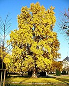 Ginkgo-Baum.jpg