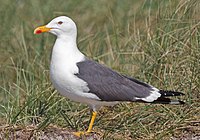 Larus-fuscus-taxbox.jpg