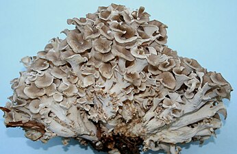 Polyporus umbellatus01.jpg