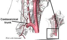 Costocervical trunk.png