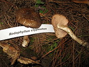 Entoloma clypeatum.jpg