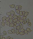 Entoloma haastii 38064.jpg