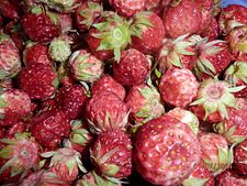 Fragaria viridis (berries).jpg