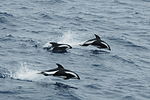 Hourglas dolphin.jpg