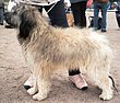 Catalonian Sheepdog.jpg