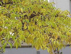 Phellodendron amurense1.jpg