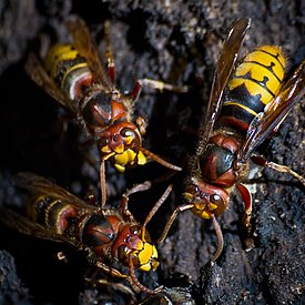 European Hornet-27527-1.jpg