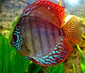 Symphysodon discus 02.jpg