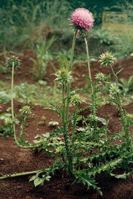 Musk thistle.jpg