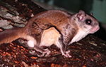 Southern Flying Squirrel-27527-1.jpg