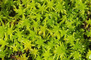 Сфагнум обманчивый (Sphagnum fallax)