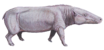 Anthracotherium cropped.png