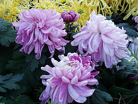 ChrysanthemumMorifolium11.jpg