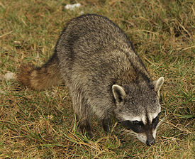 Cozumel Raccoon2.jpg