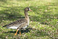 Greater white-fronted goose.jpg