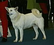 White Swedish Elkhound.JPG