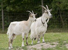 Goats Go Inspecting..jpg