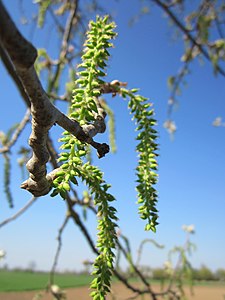 20130424Silberpappel Hockenheim5.jpg