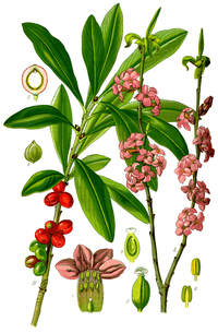 Daphne mezereum, Thomé-347.png