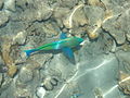 Eilat parrotfish.jpg