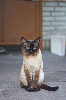 Siamese cat 2.jpg