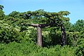 Adansonia suarezensis.jpg